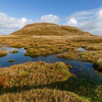 Image of a peat bog