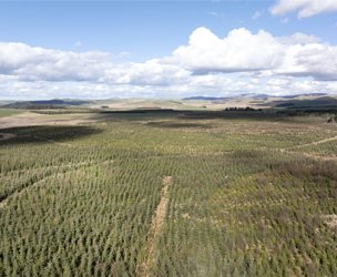 Brundeanlaws Woodland, Scottish Borders picture 4