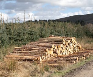 Brundeanlaws Woodland, Scottish Borders picture 6